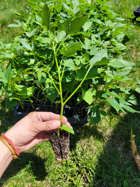Okinawan Sweet Potatoes, White Skin Purple Flesh Potato Starter Live Plants - 4 Rooted Slips