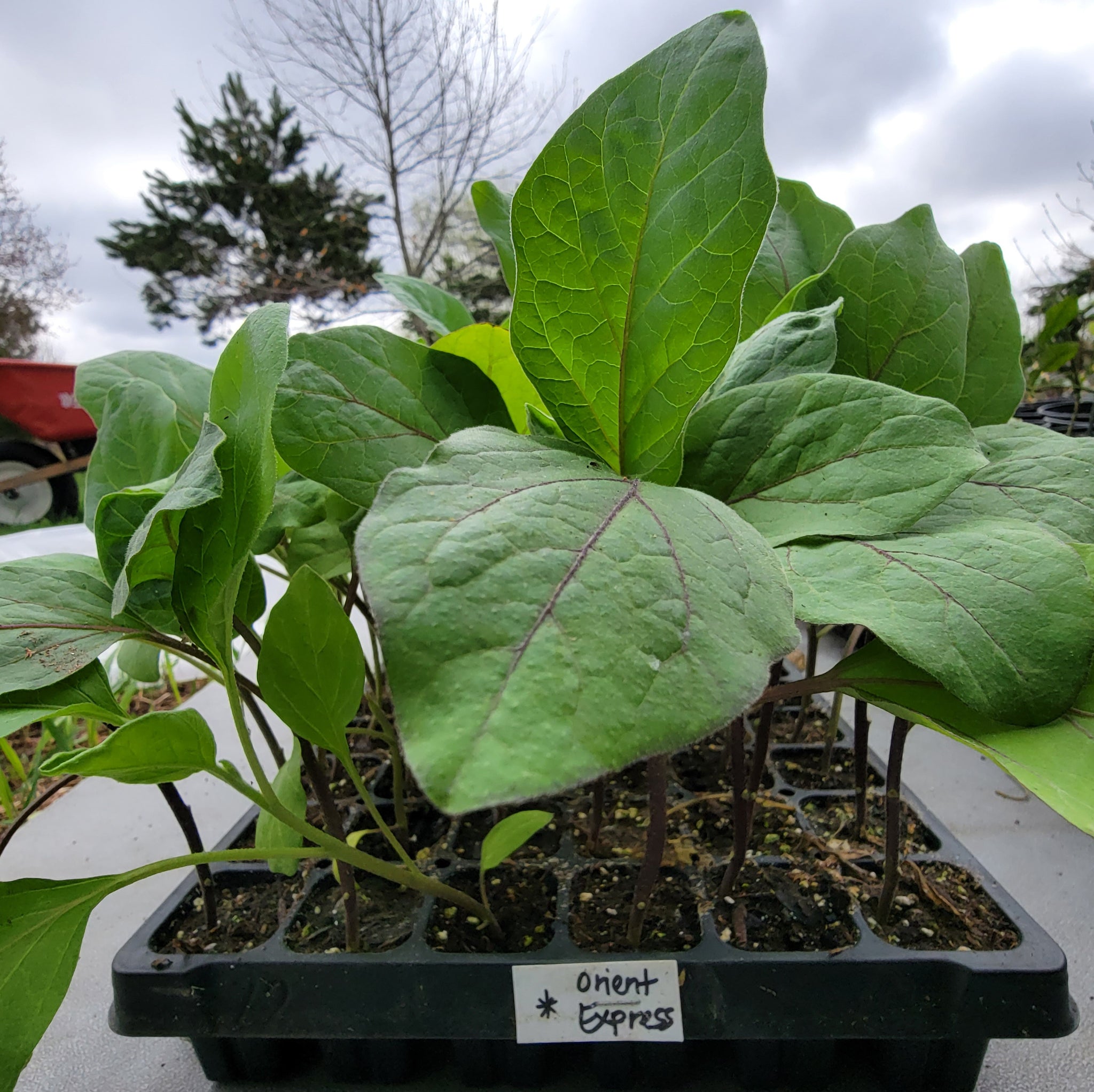 Orient Express Eggplant Starter Live Plants - 4 Seedlings