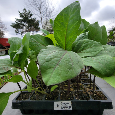 Orient Express Eggplant Starter Live Plants - 4 Seedlings