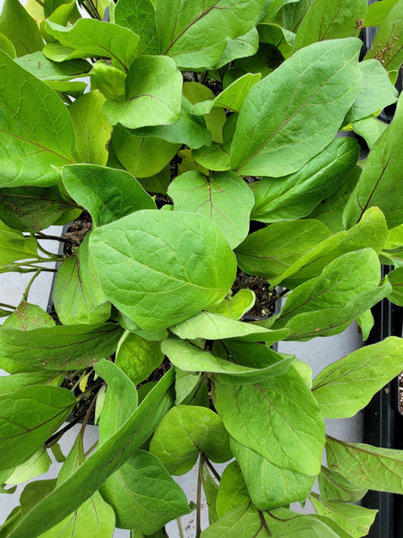 Orient Express Eggplant Starter Live Plants - 4 Seedlings