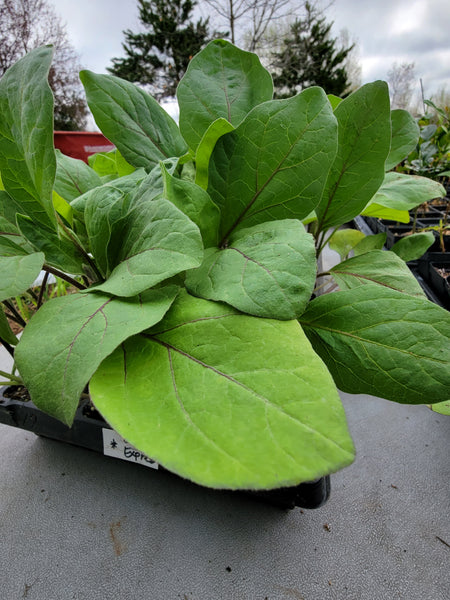 Orient Express Eggplant Starter Live Plants - 4 Seedlings