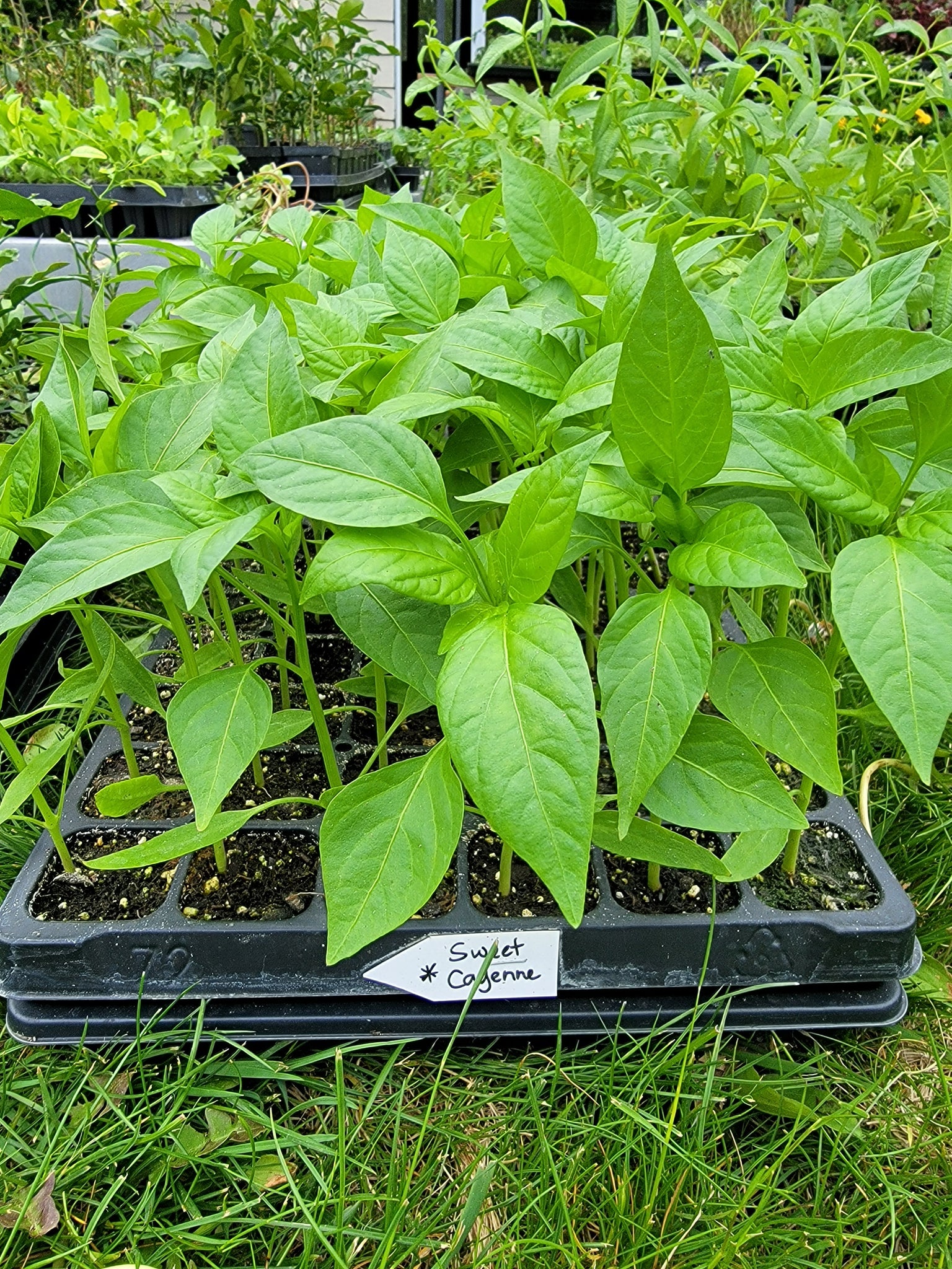 Sweet Cayenne Pepper Live Plants - 4 Seedlings