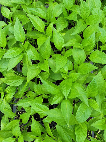 Sweet Cayenne Pepper Live Plants - 4 Seedlings