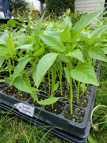 Sweet Cayenne Pepper Live Plants - 4 Seedlings