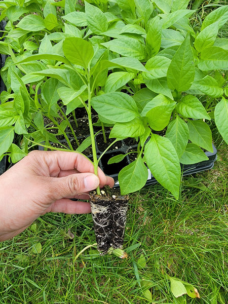 Sweet Cayenne Pepper Live Plants - 4 Seedlings