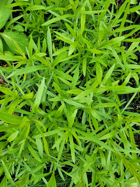 Tarragon Herbs Starter Live Plantsb- 2.5" pot