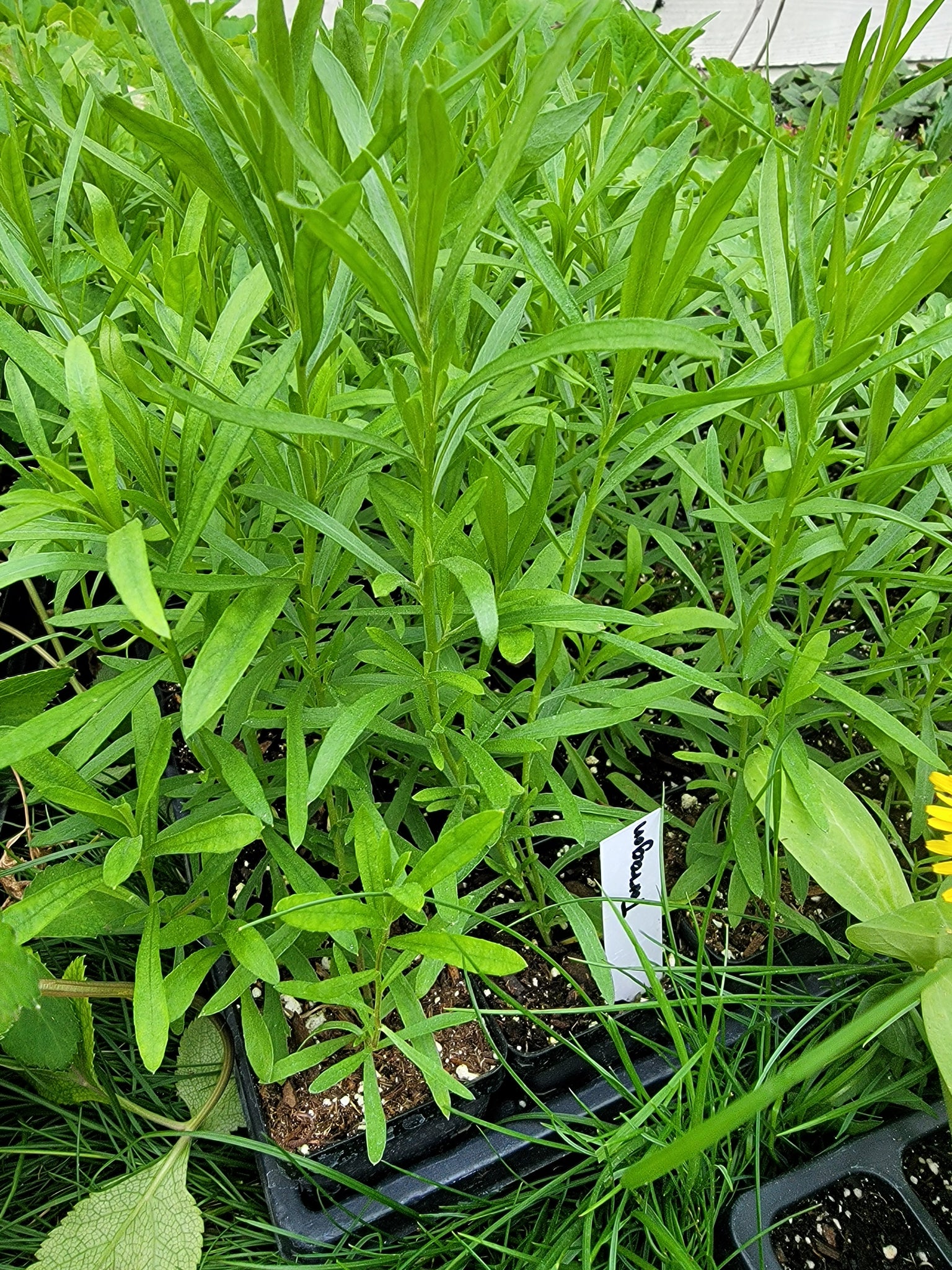 Tarragon Herbs Starter Live Plantsb- 2.5" pot