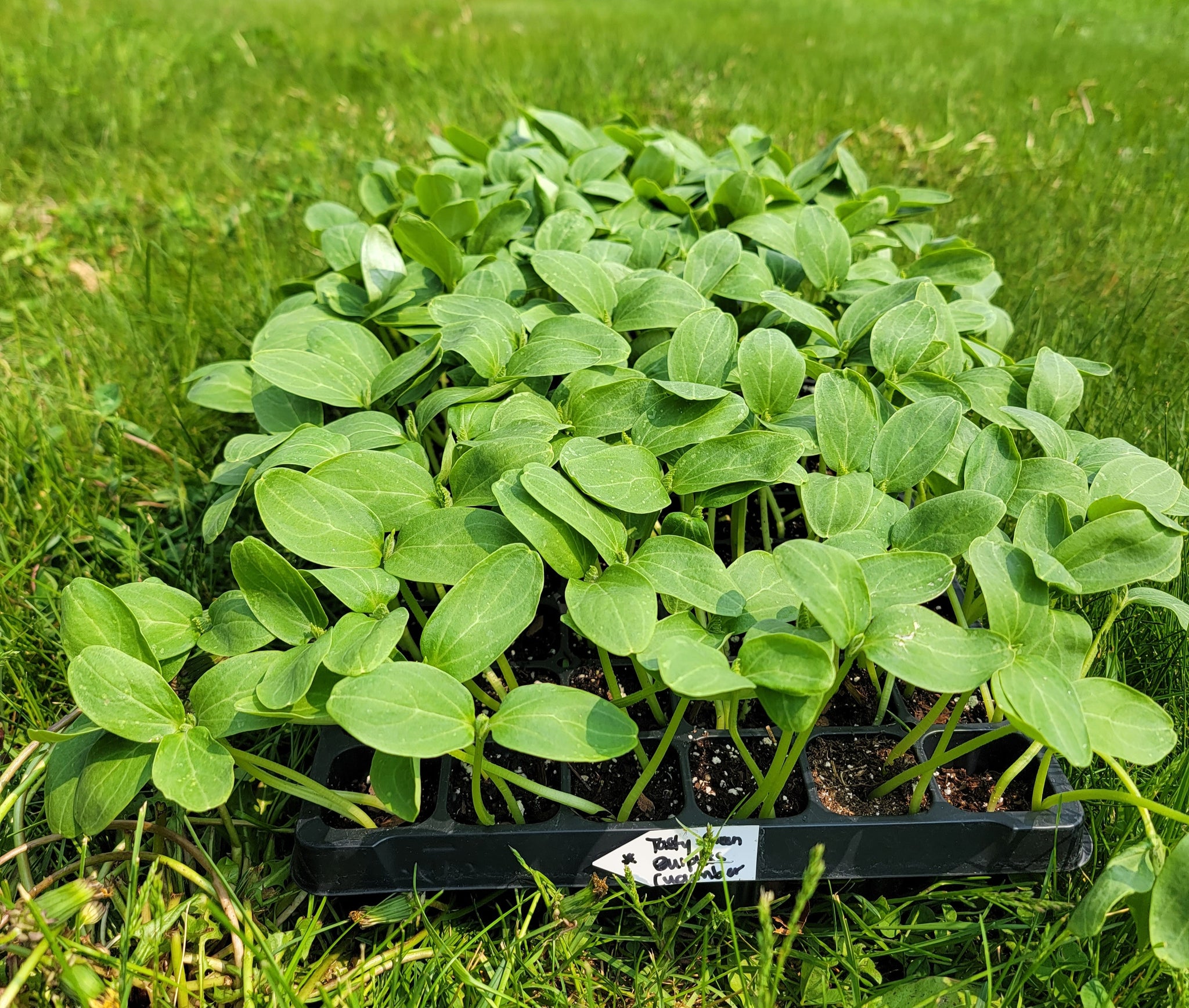 Burpless Tasty Green Hybrid Cucumber Starter Live Plants - 4 Seedlings