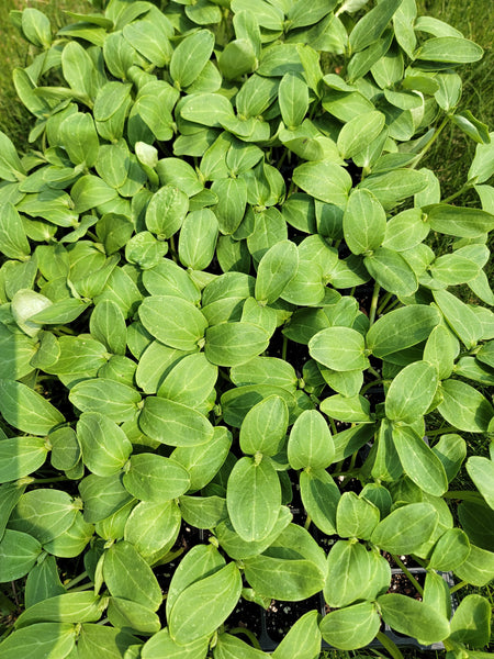 Burpless Tasty Green Hybrid Cucumber Starter Live Plants - 4 Seedlings