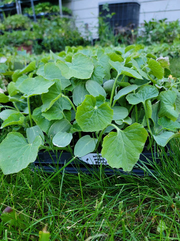 Round Winter Melon, Ash Gourd, Oblong Wax Gourd Starter Live Plants - 4 Seedlings