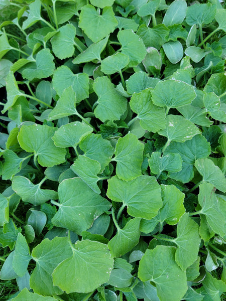 Round Winter Melon, Ash Gourd, Oblong Wax Gourd Starter Live Plants - 4 Seedlings
