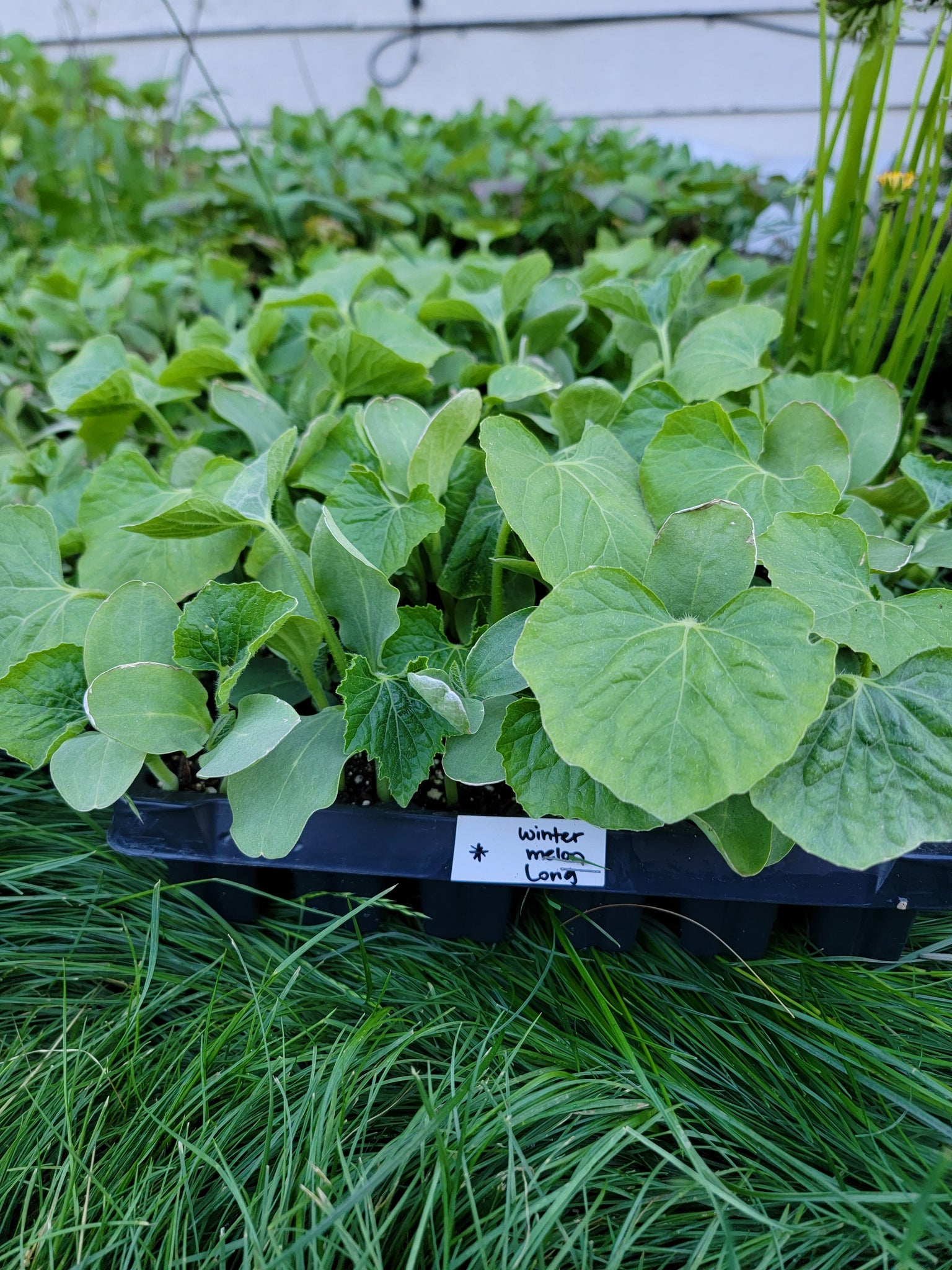 Long Winter Melon, Ash Gourd, Oblong Wax Gourd Starter Live Plants - 4 Seedlings