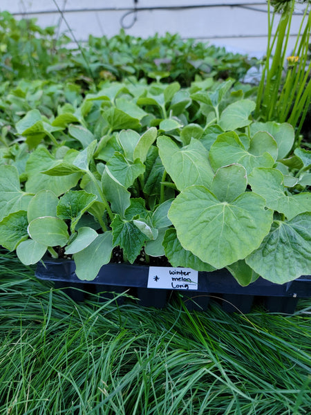 Long Winter Melon, Ash Gourd, Oblong Wax Gourd Starter Live Plants - 4 Seedlings