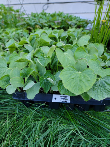 Long Winter Melon, Ash Gourd, Oblong Wax Gourd Starter Live Plants - 4 Seedlings