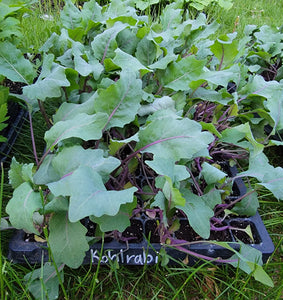 Red Kohlrabi, German Turnip Starter Live Plants - 6 Seedlings