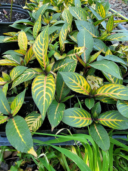 Shrubby Whitevein, Sanchezia speciosa Plant - Noog Lov Taw Liab Hmong Medicinal Starter Live Plant - 2.5" Pot
