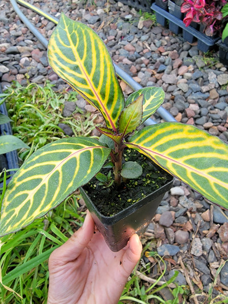 Shrubby Whitevein, Sanchezia speciosa Plant - Noog Lov Taw Liab Hmong Medicinal Starter Live Plant - 2.5" Pot