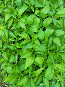 Shishito Sweet Pepper Starter Live Plants - 4 Seedlings