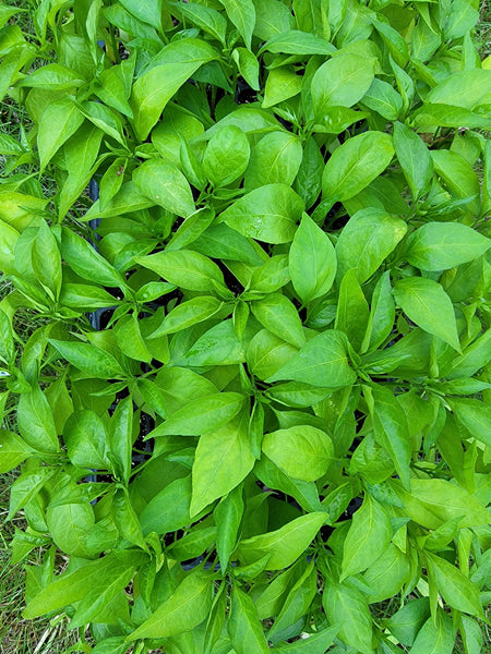 Shishito Sweet Pepper Starter Live Plants - 1 Seedling