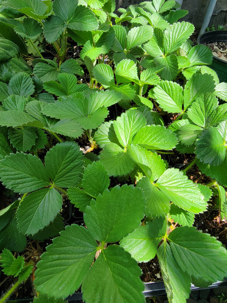 June Bearing Red Strawberry Fruit Starter Live Plants - 2.5" pot