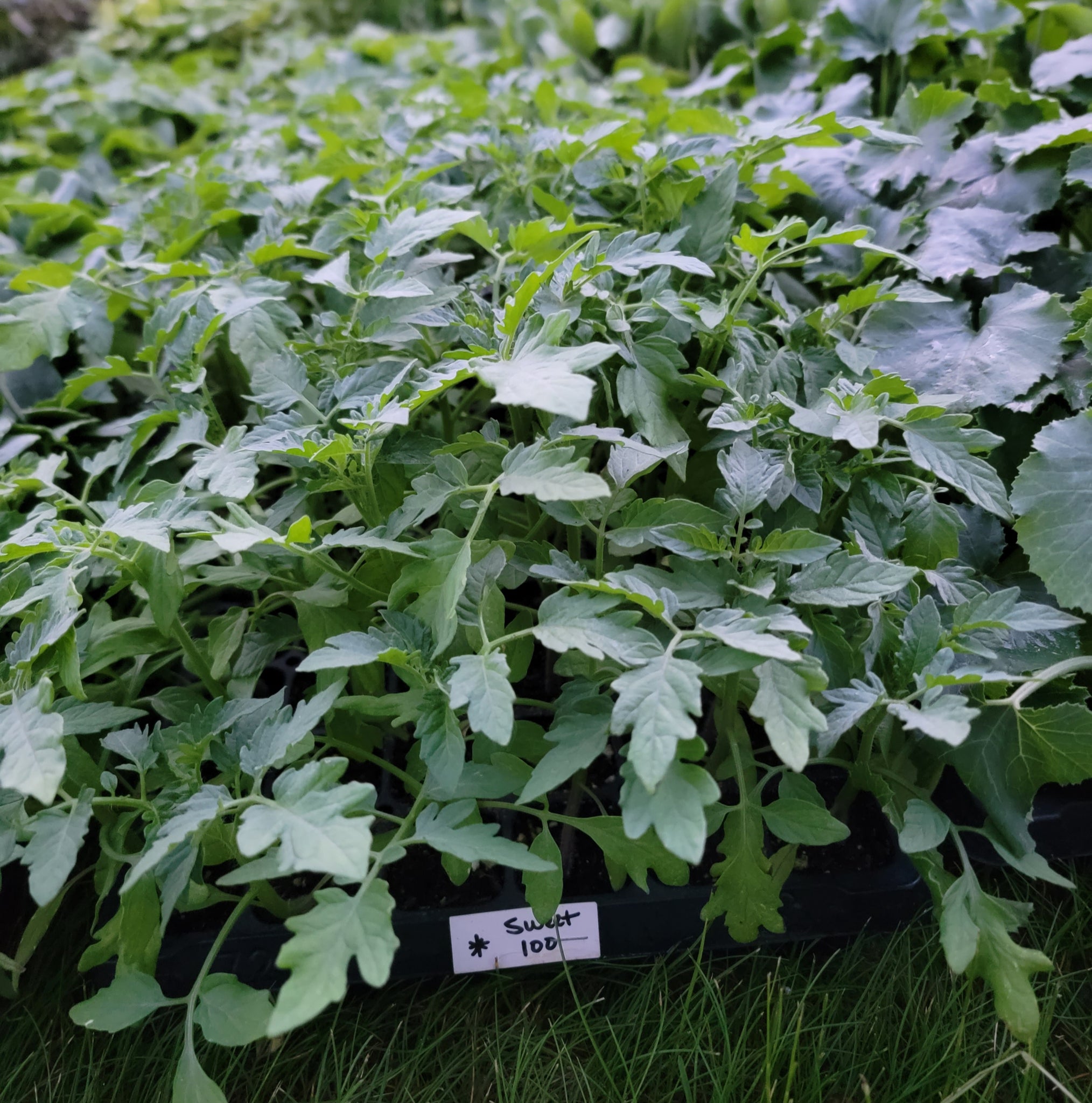 Sweet 100 Cherry Tomato Starter Live Plants - 4 Seedlings