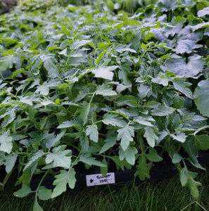 Sweet 100 Cherry Tomato Starter Live Plants - 4 Seedlings