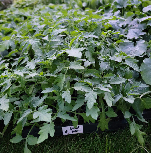 Sweet 100 Cherry Tomato Starter Live Plants - 4 Seedlings