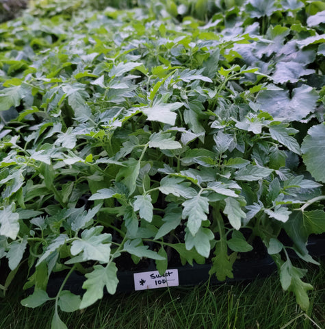 Sweet 100 Cherry Tomato Starter Live Plants - 4 Seedlings