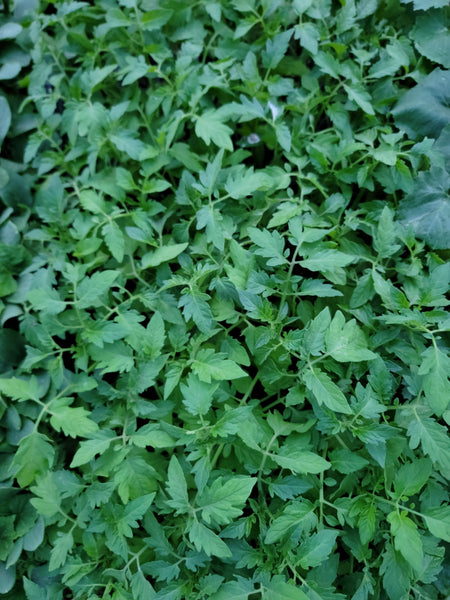 Sweet 100 Cherry Tomato Starter Live Plants - 4 Seedlings