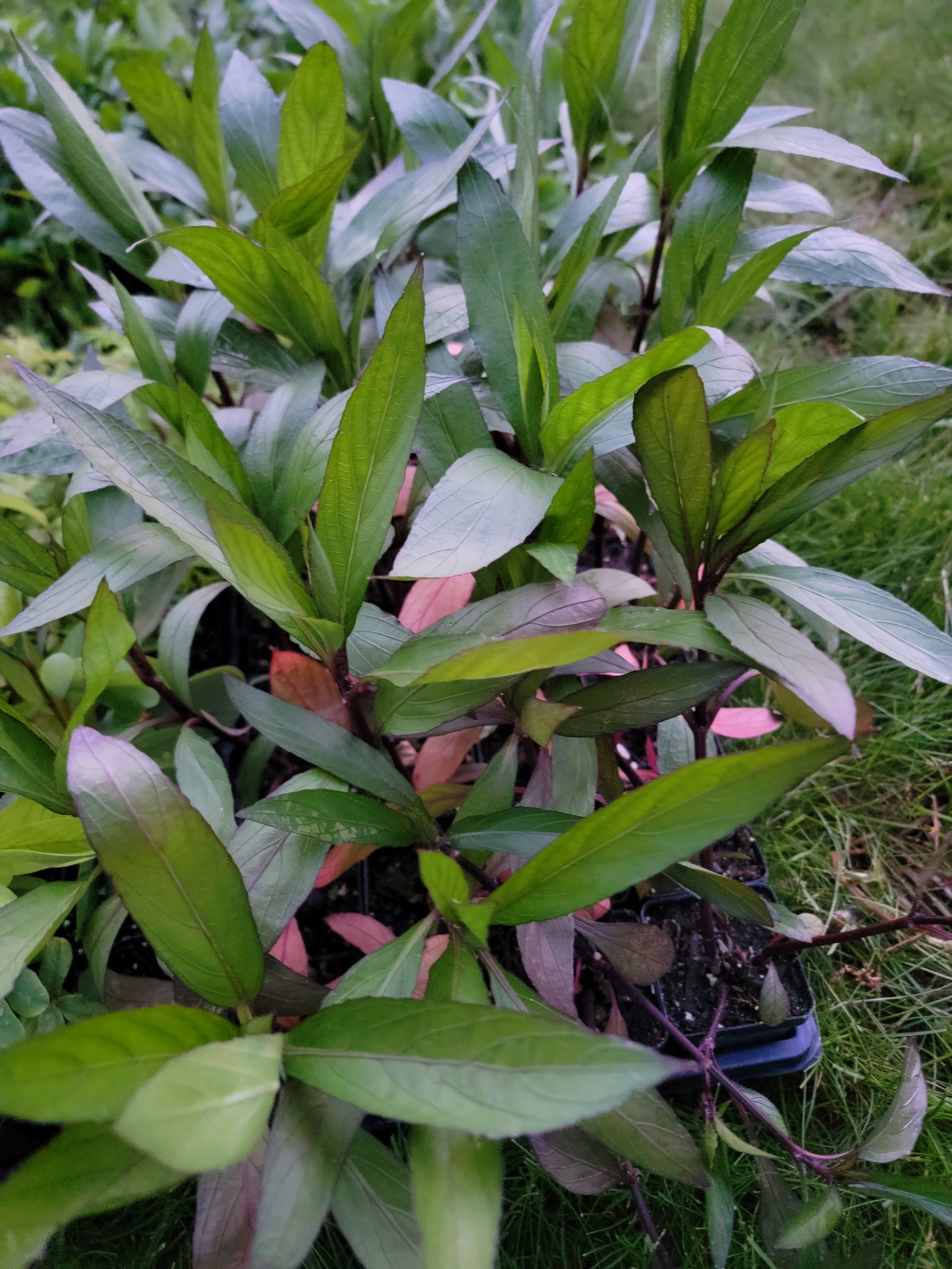 Ntiv Dub Hmong Medicinal Herbs Starter Live Plant - 2.5" pot