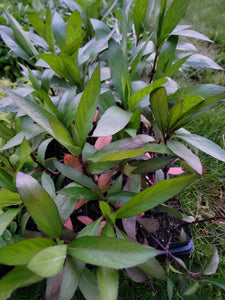 Ntiv Dub Hmong Medicinal Herbs Starter Live Plant - 2.5" pot