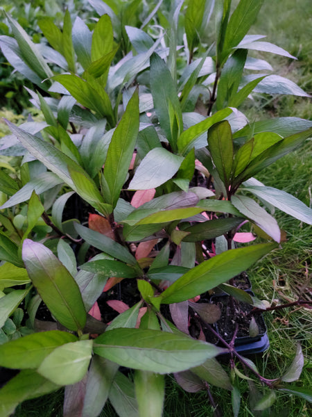 Ntiv Dub Hmong Medicinal Herbs Starter Live Plant - 2.5" pot