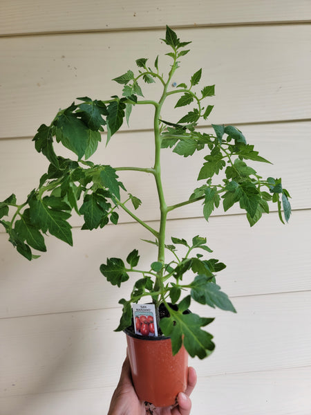 San Marzano Tomato Starter Live Plants - 3" pot