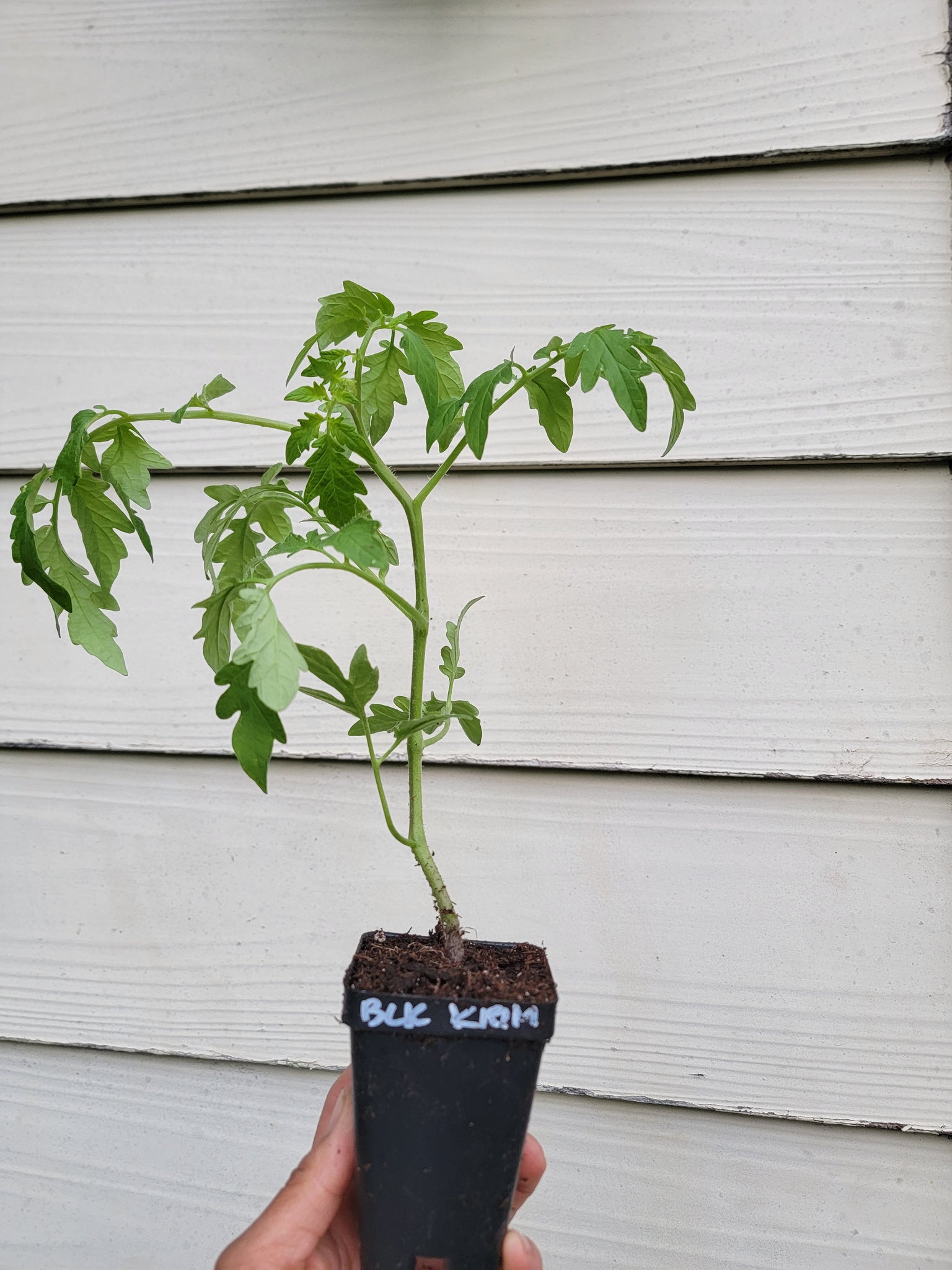 Black Krim Tomato Starter Live Plants - 2.5" pot