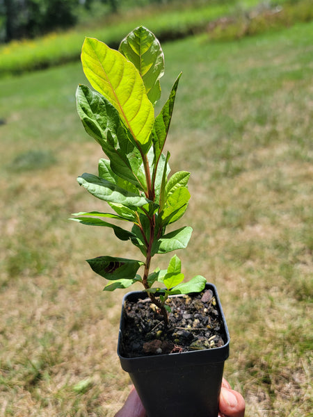 Pink Guava Tree Starter Live Plants - 1 Seedling