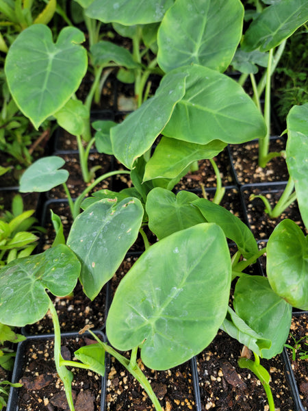 Taro Plant, Edible Colocasia Esculenta (Elephant Ear, Ape flower, Alocasia) - Kav Ywm Starter Plant - 2.5" pot