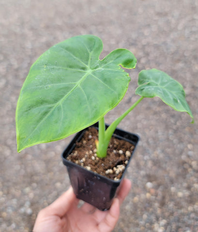 Taro Plant, Edible Colocasia Esculenta (Elephant Ear, Ape flower, Alocasia) - Kav Ywm Starter Plant - 2.5" pot