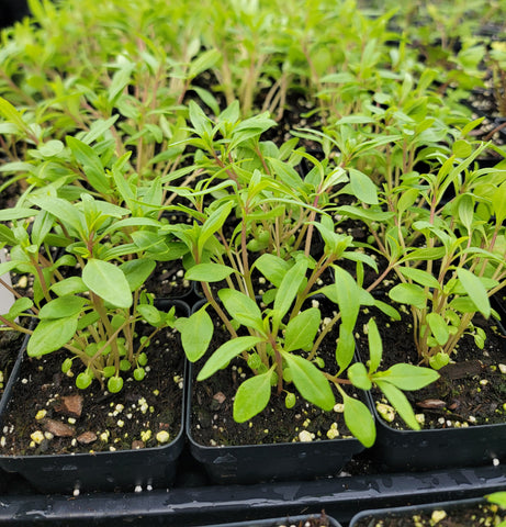 Summer Savory Herb Starter Live Plants - 2.5" pot