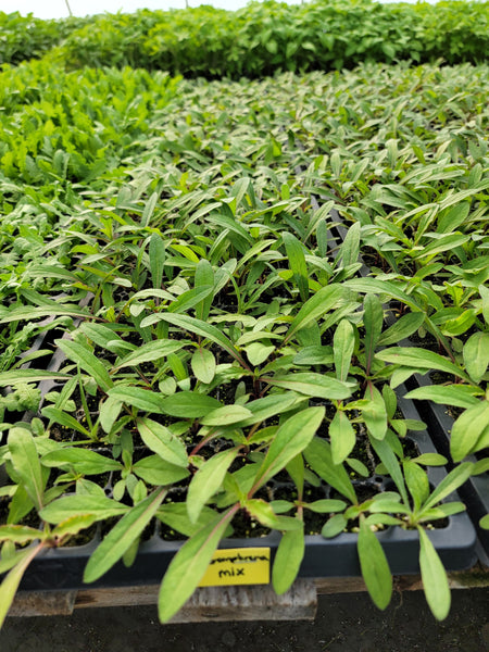 Gomphrena QIS Formula Mix Cutflower Starter Live Plants - 4 Seedlings
