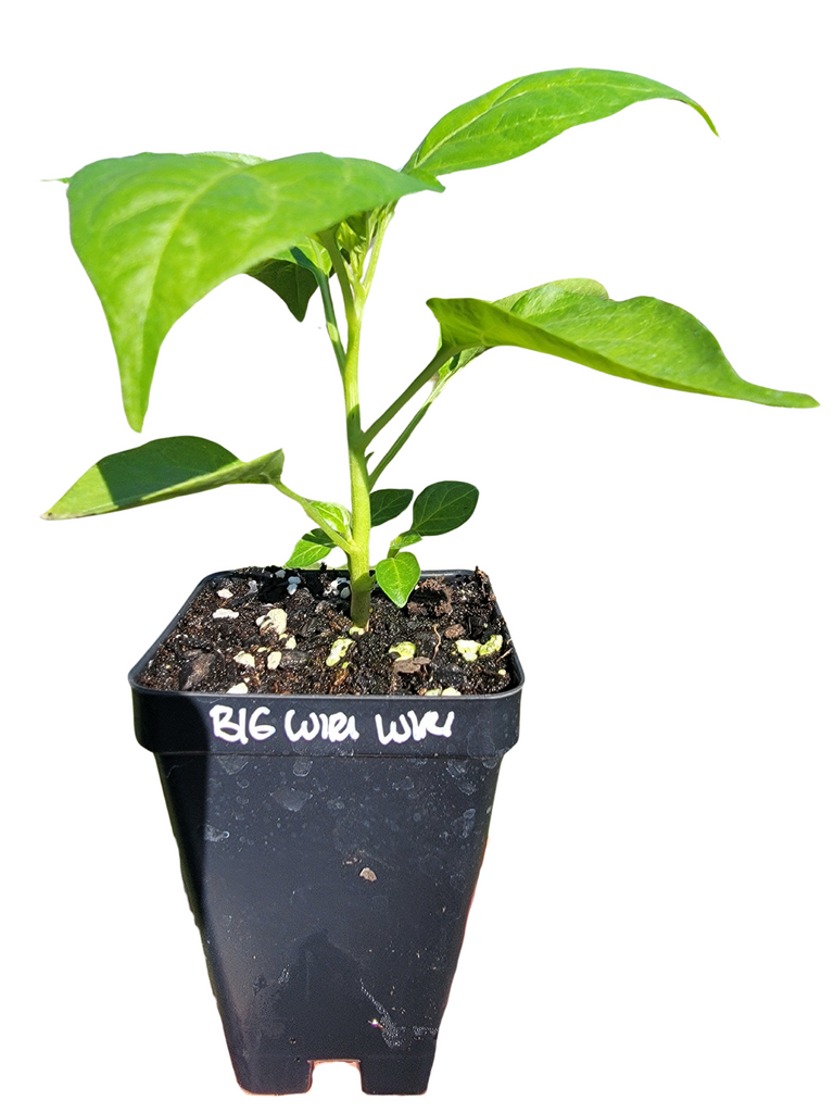 green pepper plants in pots Wiri Wiri (Big) Pepper Starter Live Plants