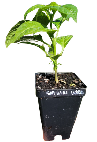 Wiri Wiri (Small) Pepper Starter Live Plants - 2.5" pot