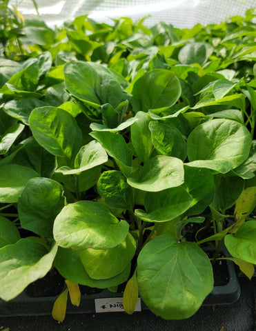 Nigral (F1) Eggplant Starter Live Plants - 4 Seedlings