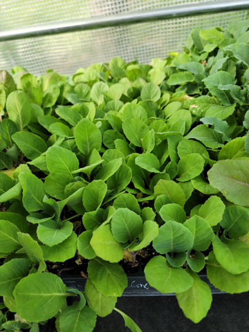 Caraflex F1, Cone Cabbage Starter Live Plants - 6 Seedlings