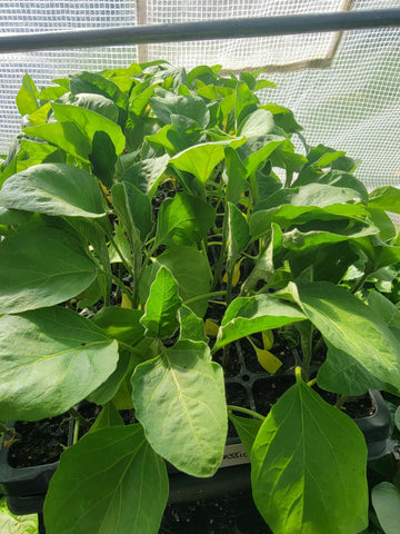 Classic (F1) Eggplant Starter Live Plants - 4 Seedlings