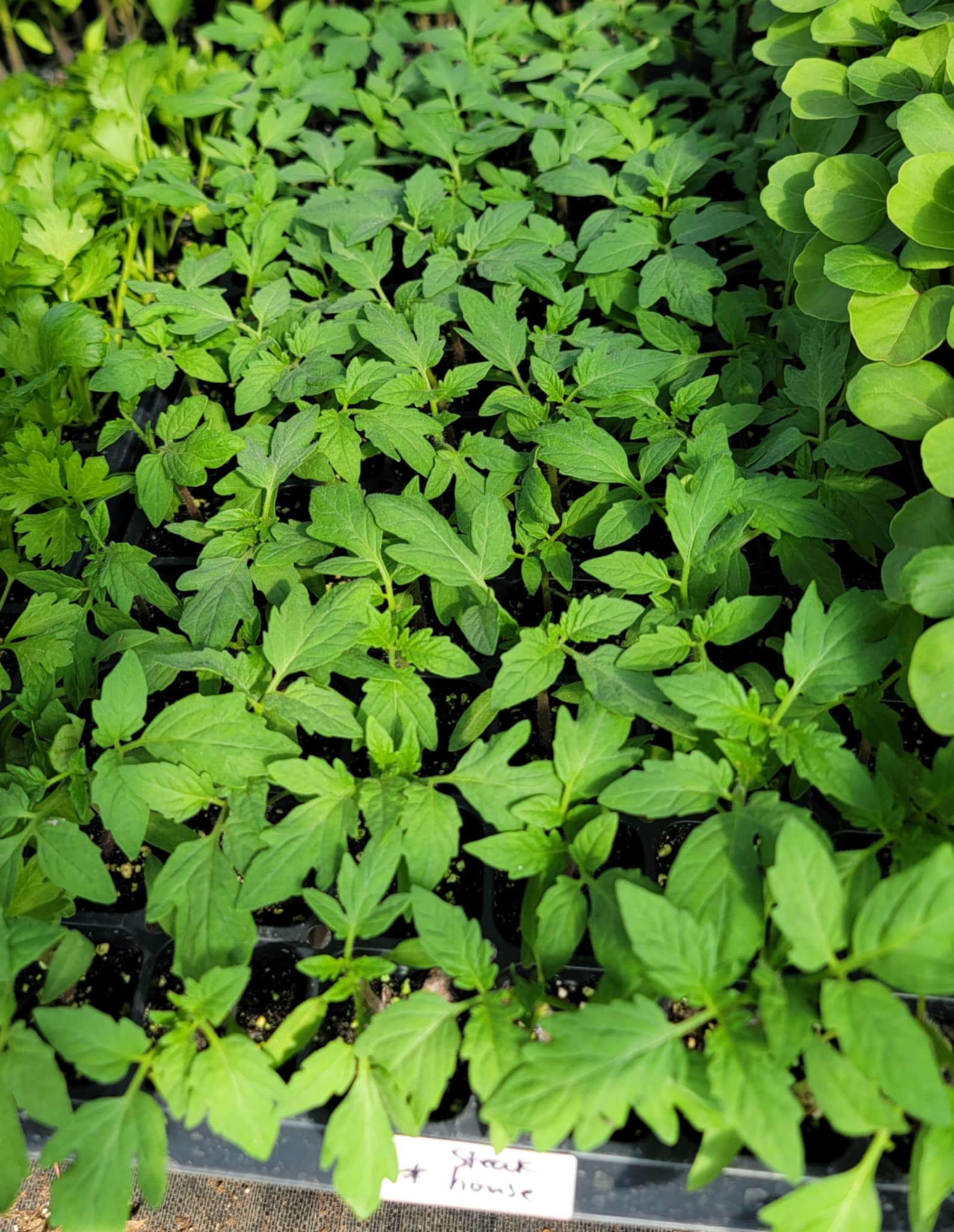 house tomato plant Steak House Hybrid Tomato Starter Live Plants