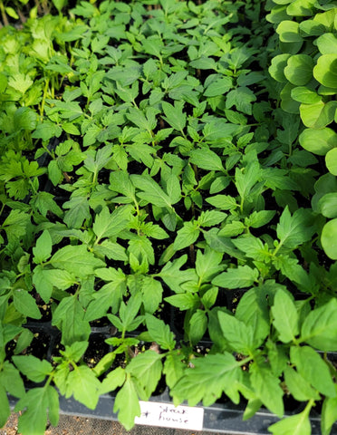 Steak House Hybrid Tomato Starter Live Plants - 4 Seedlings