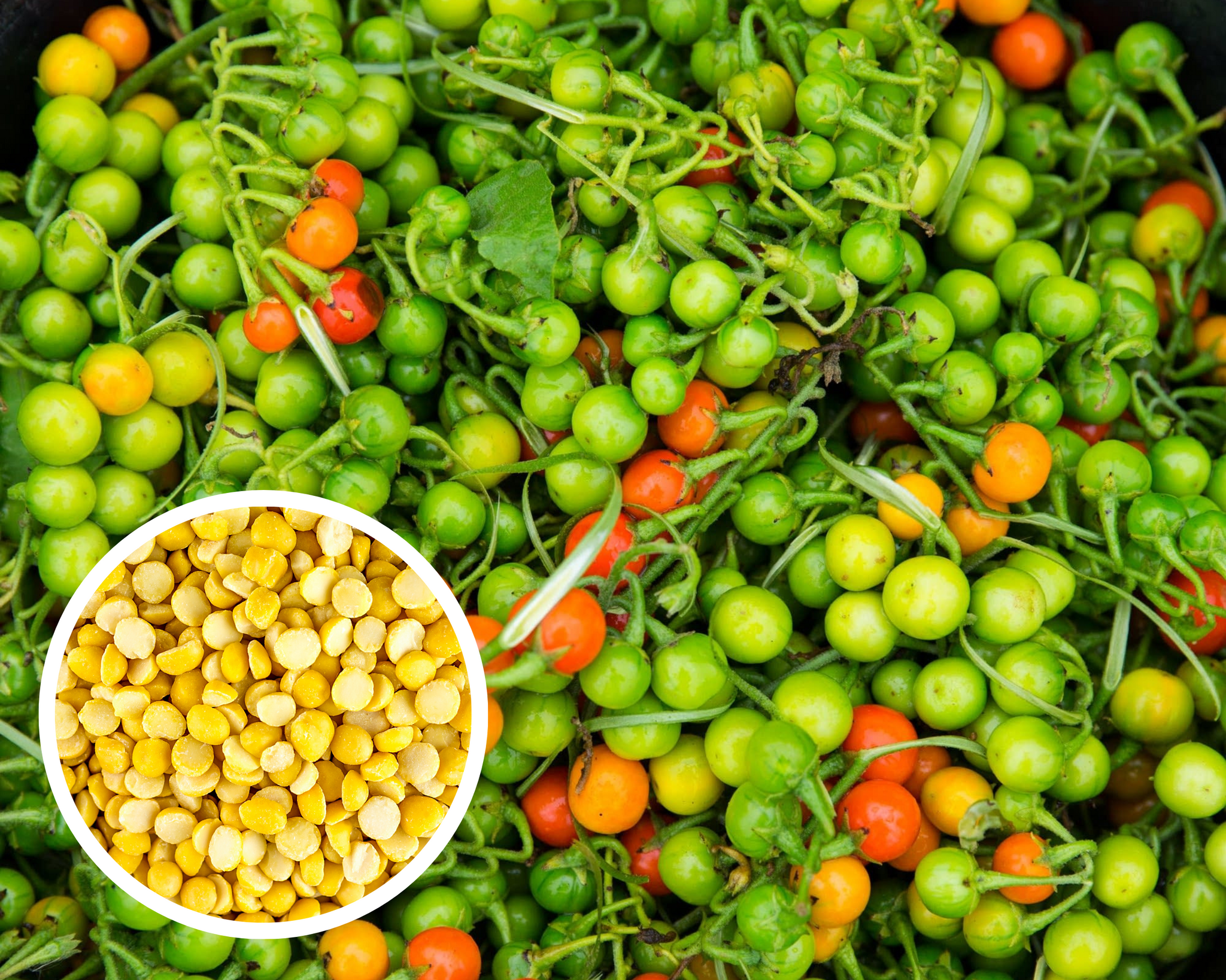 Liberian Kittley Bitter Ball Pea Eggplant, African Eggplant Seeds Heirloom Non-GMO (50+ Seeds)