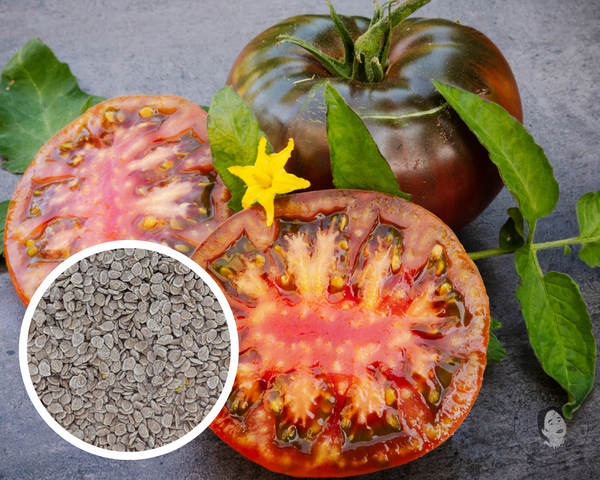 Tomato Black Sea Man Seeds Russian Heirloom Non-GMO (25+ Seeds)