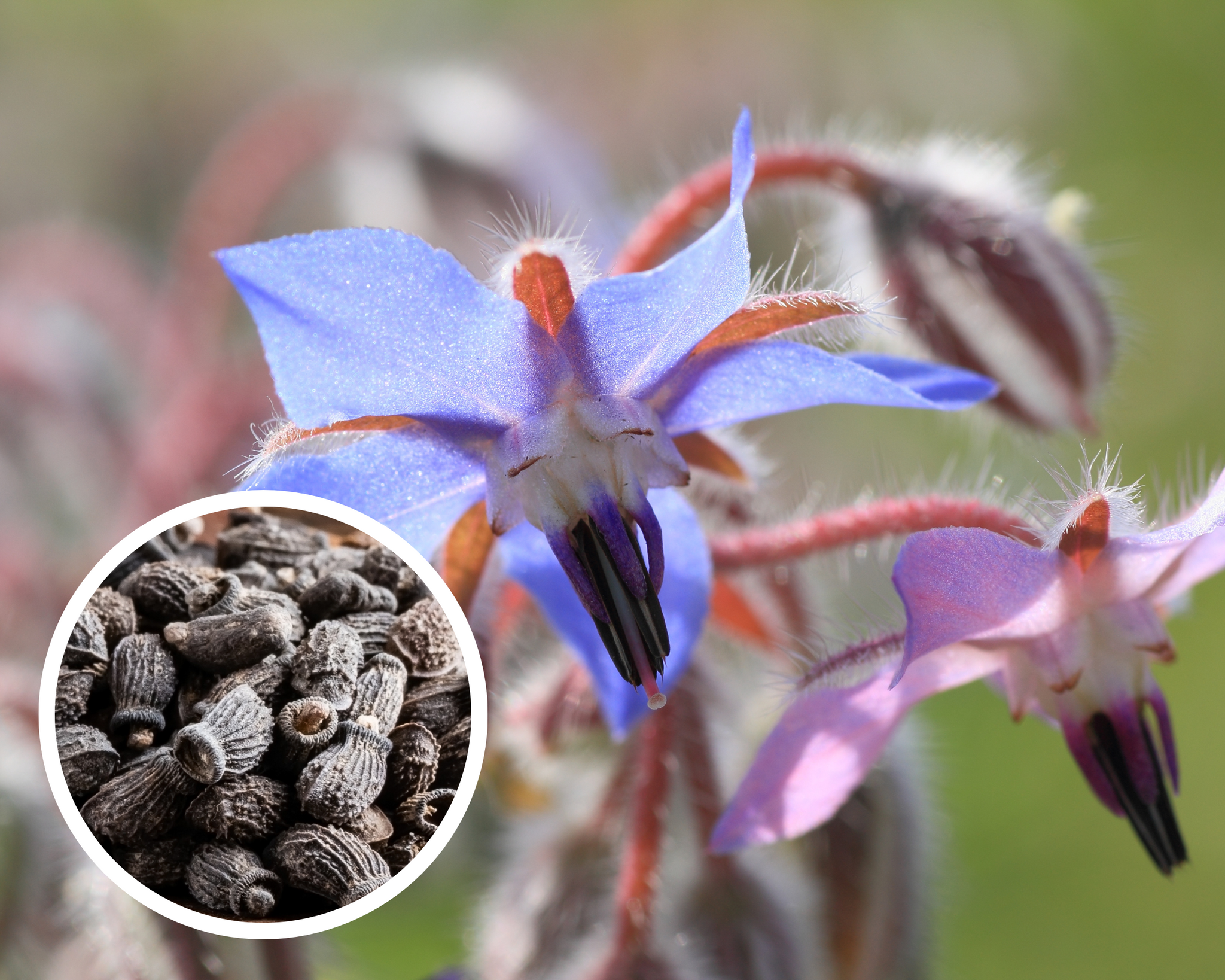 plant borage seeds Borage Herb - 100 Seeds