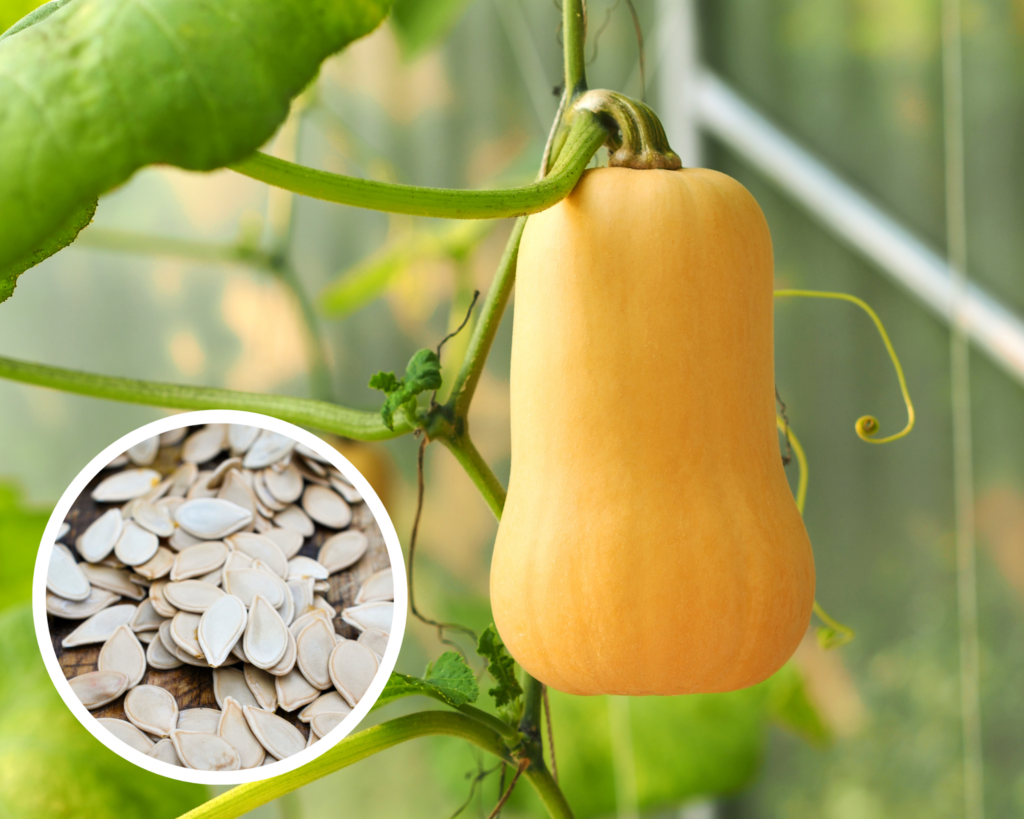 plant butternut squash seeds Waltham Butternut Winter Squash Seeds Heirloom Non-GMO (25+ Seeds)